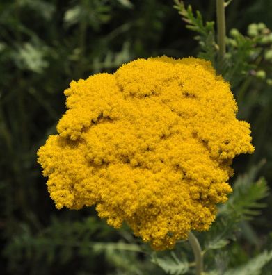 Schafgarbe Golden Plate - Achillea filipendulina