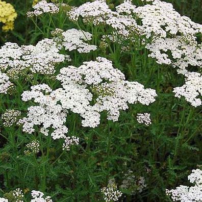 Schafgarbe Heinrich Vogeler - Achillea filipendulina