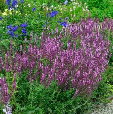 Salbei Pink Friesland - Salvia nemorosa