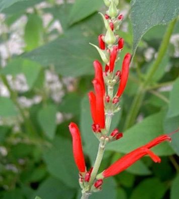 Ananas Salbei - Salvia rutilans