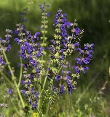 Wiesen Salbei Rhapsody in Blue - Salvia pratensis