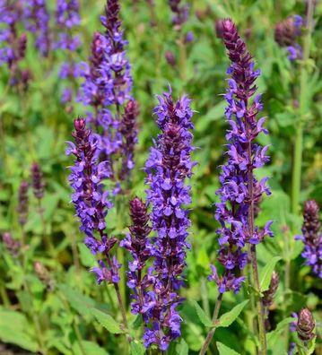 Salbei Wesuwe - Salvia nemorosa