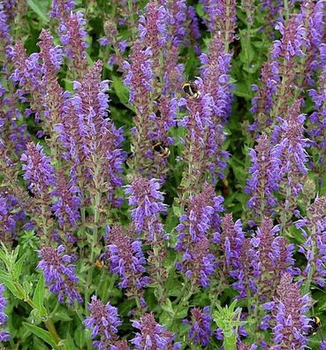 Salbei Rügen - Salvia nemorosa