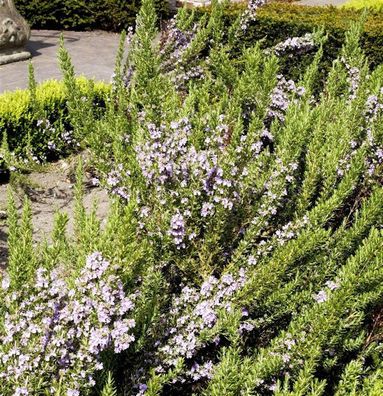 Rosmarin Prostratus - Rosmarinus officinalis