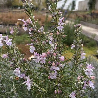 Rosmarin Arp - Rosmarinus officinalis