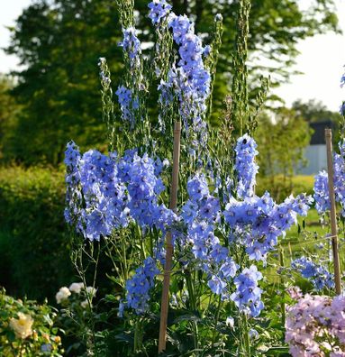 Hoher Rittersporn Gletscherwasser - Delphinium elatum