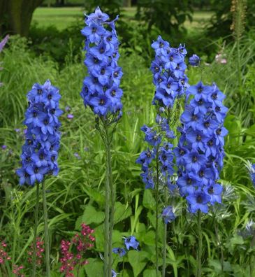 Hohe Rittersporn Fernzünder - Delphinium elatum