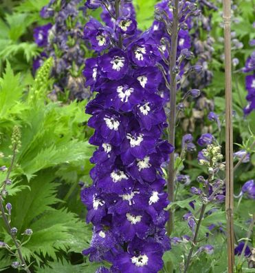 Hoher Rittersporn Elmfreude - Delphinium elatum