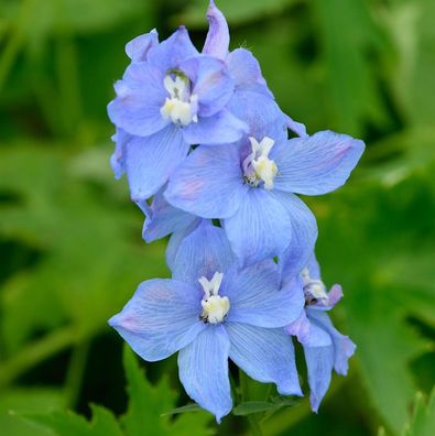 Hoher Rittersporn Werratal - Delphinium elatum