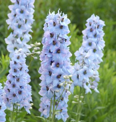 Hoher Rittersporn Morgentau - Delphinium elatum