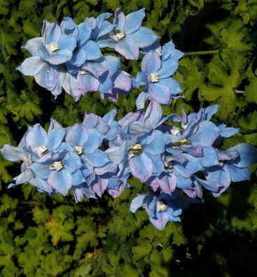 Hoher Rittersporn Blauwal - Delphinium elatum