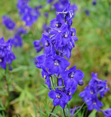 Rittersporn Atlantis - Delphinium belladonna