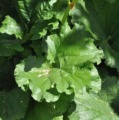 Rhabarber Victoria - großer Topf - Rheum rhabarbarum