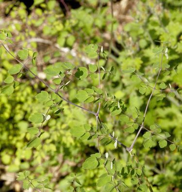 Chinesische Wiesenraute Splendide White - Thalictrum delavayi