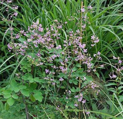 Chinesische Wiesenraute - Thalictrum delavayi