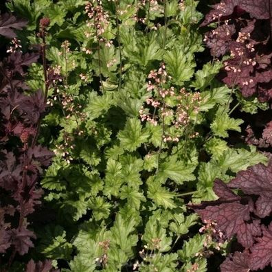 Purpurglöckchen Strawberry Swirl - Heuchera micrantha