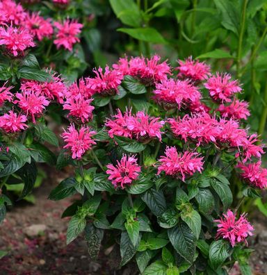 Indianernessel Baby Spice - Monarda didyma