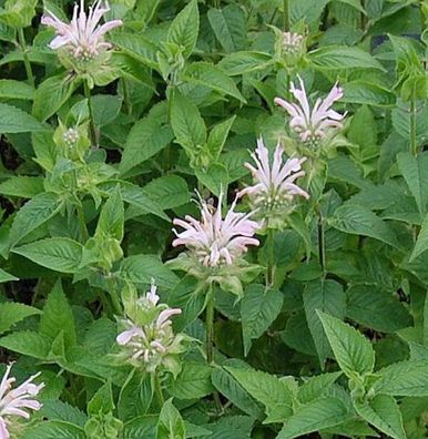 Indianernessel Fishes - Monarda fistulosa