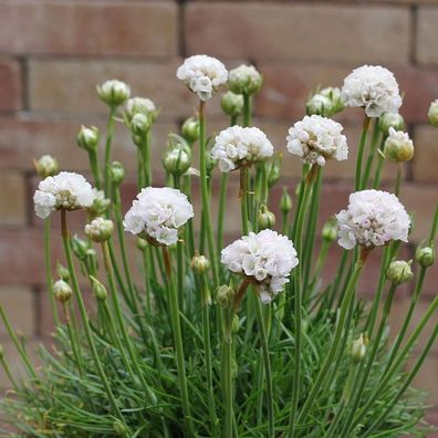 Strandnelke Armada White - Armeria maritima