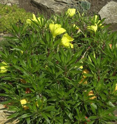 Polster Nachtkerze - Oenothera macrocarpa