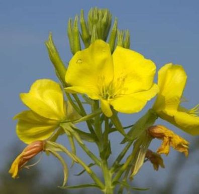 Nachtkerze Erica Robin - Oenothera fruticosa