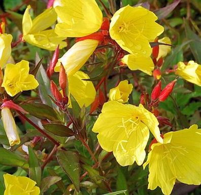 Nachtkerze Hohes Licht - Oenothera fruticosa