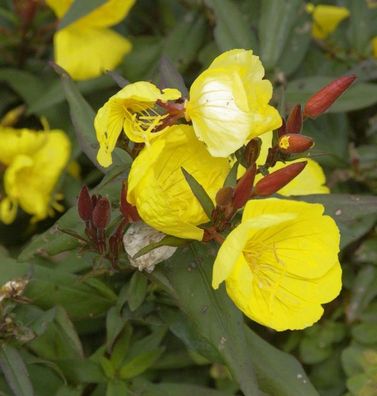 Nachtkerze Fyrverkeri - Oenothera fruticosa