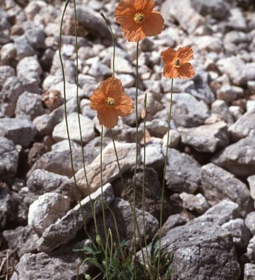 Spanischer Mohn - Papaver rupifragum