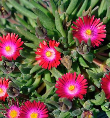 Mittagsblümchen Jewel of Desert Sunstone® - Delosperma