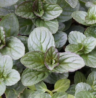 Pfefferminze Lemon - Mentha piperita