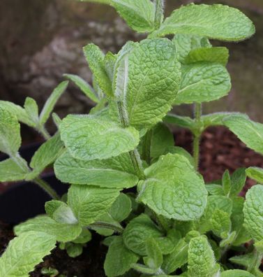 Minze Apfelminze - Mentha suaveolens