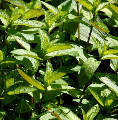 Grüne Minze Black Spearmint - Mentha spicata