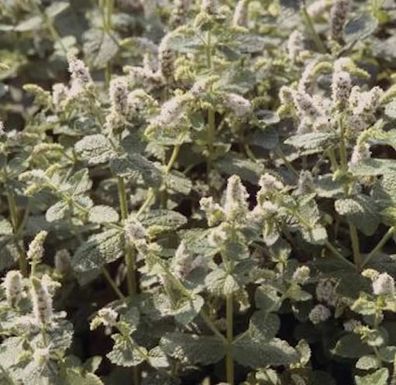 Rundblättrige Minze - Mentha rotundifolia