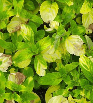 Ingwer Minze - Mentha gentilis