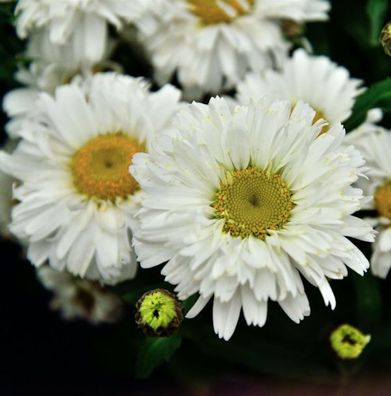 Gartenmargerite Freak - Leucanthemum superbum