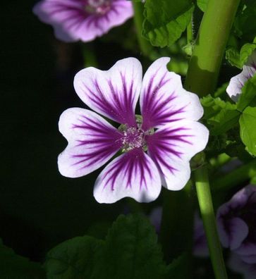 Wilde Malve Zebrina - Malva sylvestris