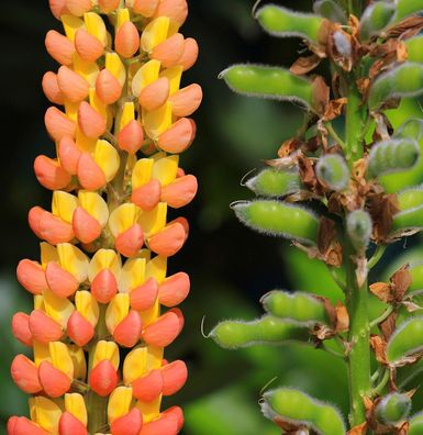 Gartenlupinie WC Gladiator - Lupinus polyphyllus