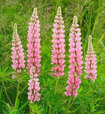 Gartenlupinie Nanus Gallery Rosa - Lupinus polyphyllus