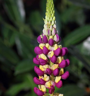 Gartenlupinie Manhattan Lights - Lupinus polyphyllus