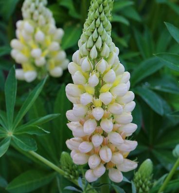 Gartenlupinie Gallery Gelb - Lupinus nanus