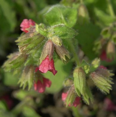 Lungenkraut Raspberry Splash - Pulmonaria saccharata