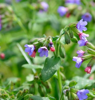 Echtes Lungenkraut Wuppertal - Pulmonaria officinalis