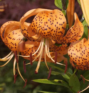 Tiger Lilie - Lilium lancifolium