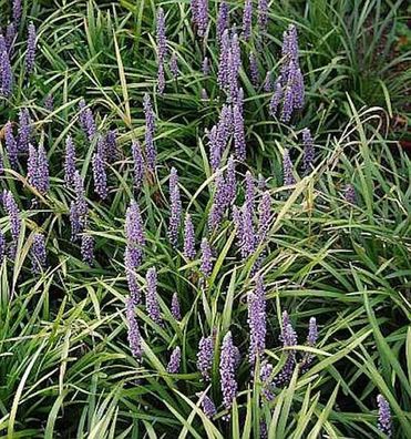 Lilientraube Monymaker - Liriope muscaria
