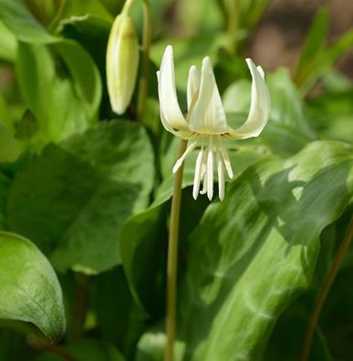 Stern Hundszahn White Beauty - Erythronium tuolumnense