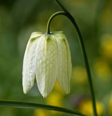 Schachbrettblume Alba - Fritillaria meleagris alba