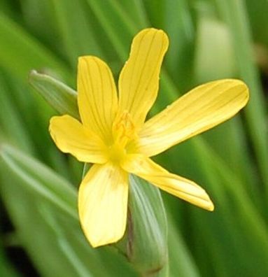 Gelbe Binsenlilie - Sisyrinchium californicum