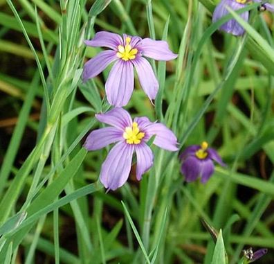 Binsenlilie Bellum - Sisyrinchium bellum