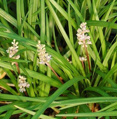 Lilienschwertel Liriope - Liriope spicata