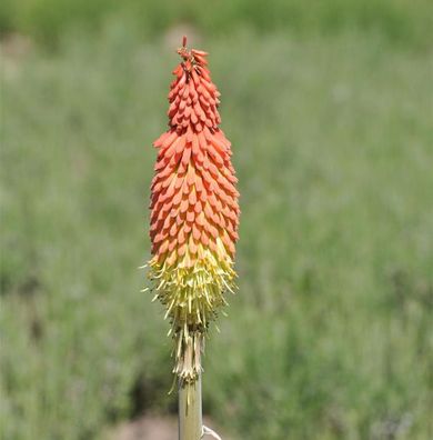 Fackellilie Royal Castle - Kniphofia uvaria